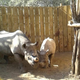 A black rhino mother reunites and bonds with her calf after their 700 km trip in separate crates, and after dehorning.